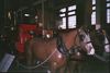 #7_Newcastle_Fire_Museum_Outing.jpg